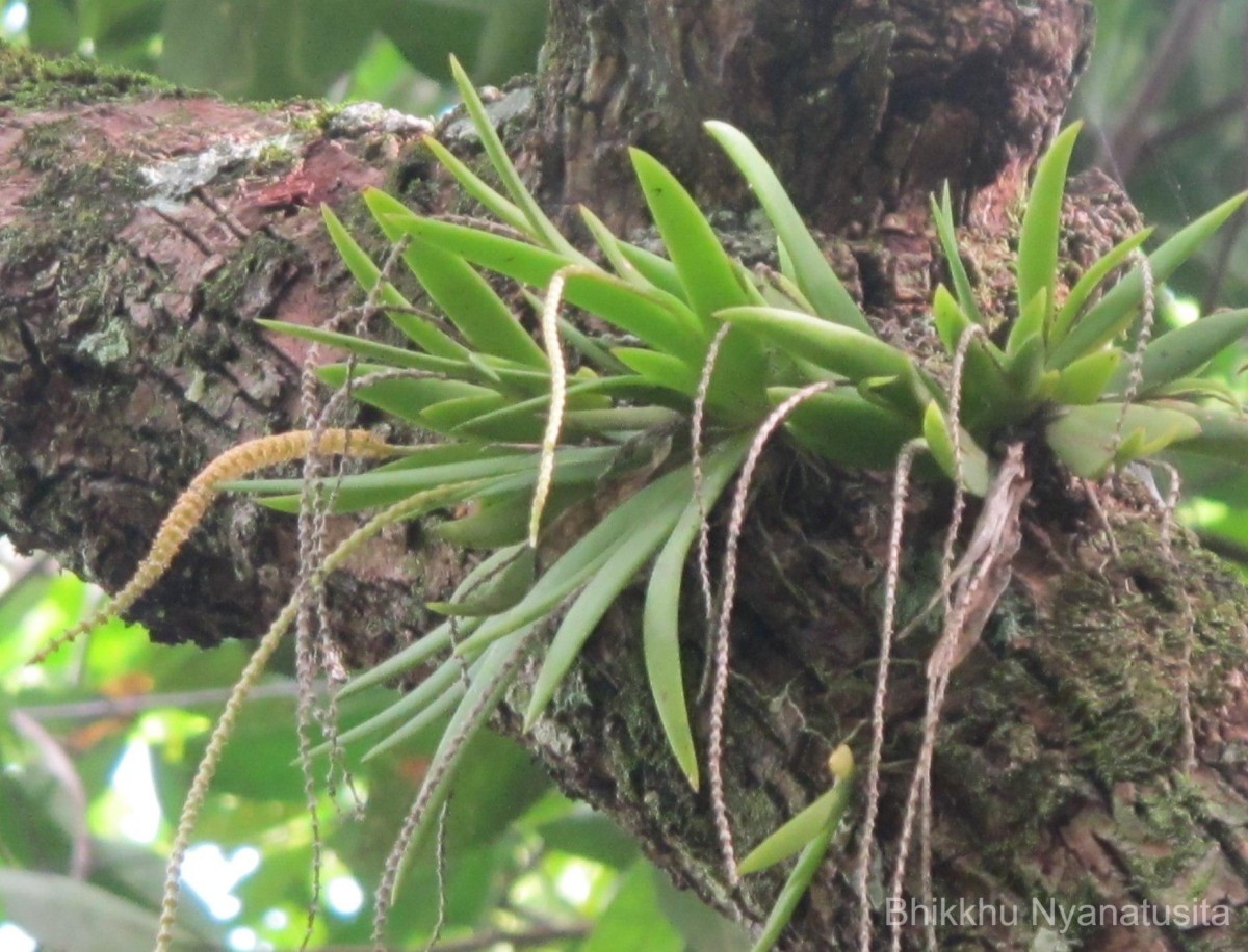 Oberonia thwaitesii Hook.f.